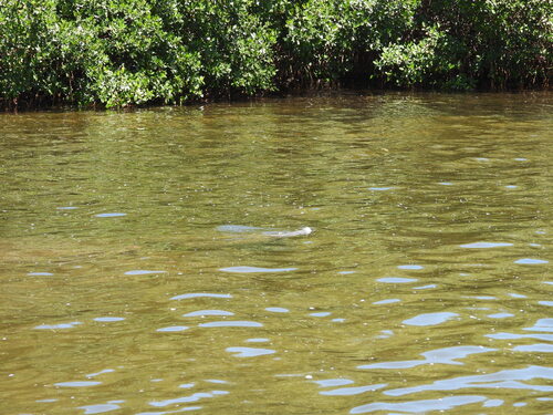 Florida Manatee observed by almansa