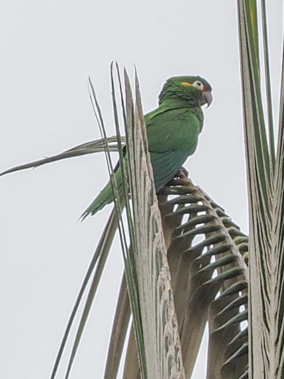 Golden-plumed Parakeet illustration