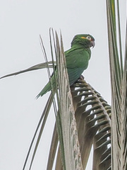Leptosittaca branickii