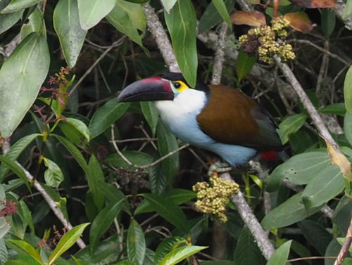 Black-billed Mountain-toucan