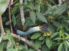 Andigena nigrirostris