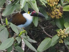 Andigena nigrirostris