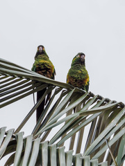 Leptosittaca branickii