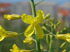 Brassica oleracea acephala