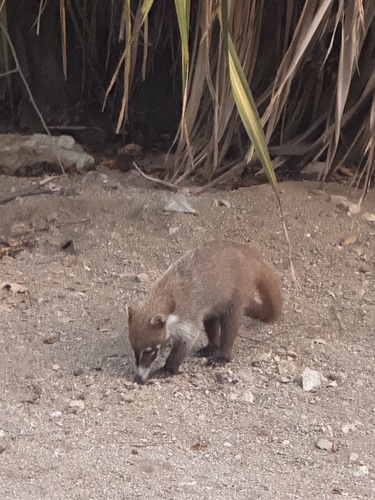 Coatí observed by hectorjmz