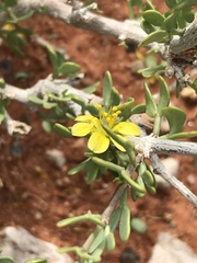 Roepera lichtensteiniana