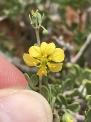 Roepera lichtensteiniana