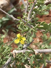 Roepera lichtensteiniana