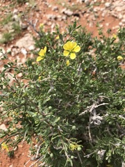 Roepera lichtensteiniana