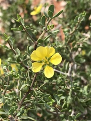 Roepera lichtensteiniana