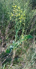 Brassica oleracea acephala
