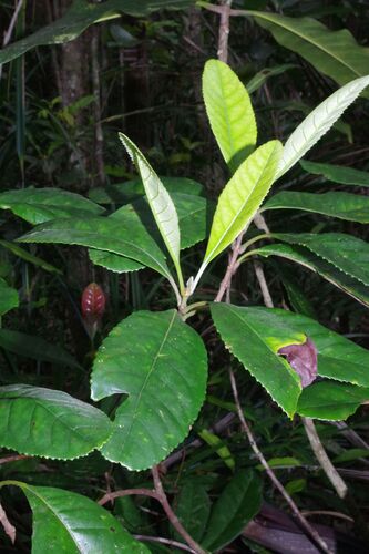 Cunonia balansae observed 2025-11-10
