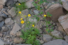 Ranunculus turneri