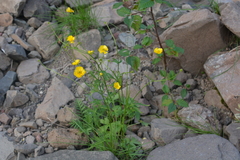Ranunculus turneri