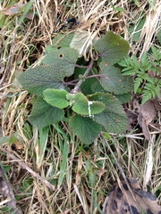 Teucrium scorodonia