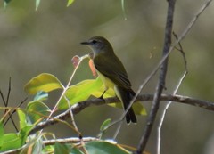 Microeca flavigaster
