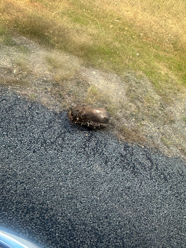 Eastern Short-beaked Echidna