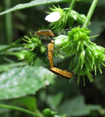 Hypselonotus linea