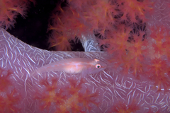 Pleurosicya boldinghi