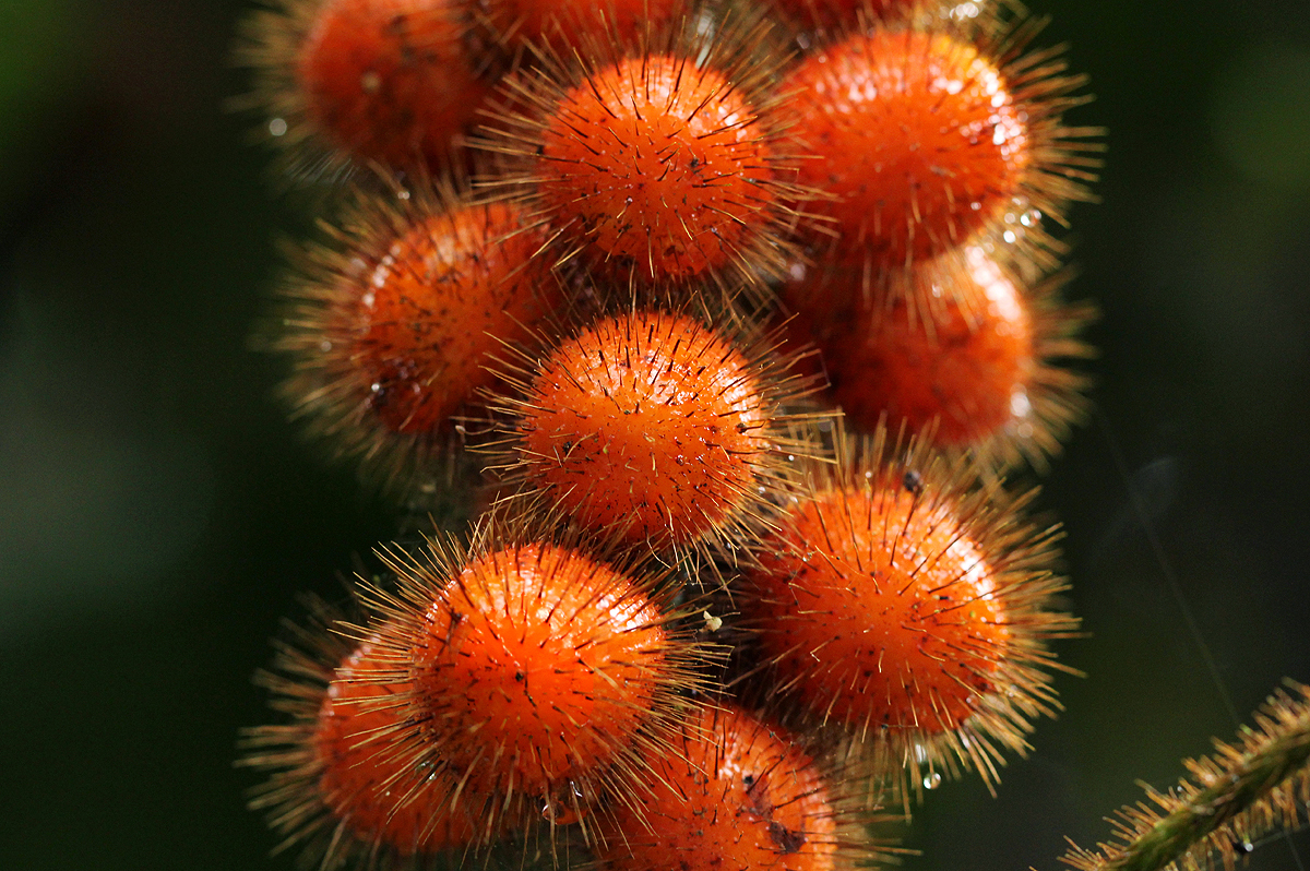 Jateorhiza