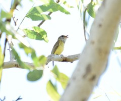 Microeca flavigaster