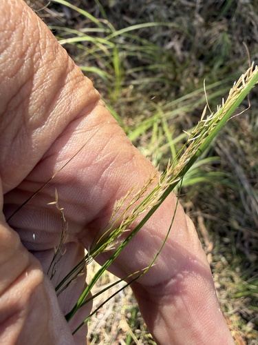 Austrostipa verticillata, 2026-04-18