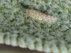 Eupteryx decemnotata