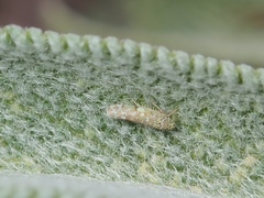 Eupteryx decemnotata