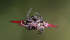 Gasteracantha versicolor