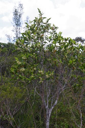 Stenocarpus trinervis observed 2025-11-10