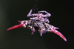 Gasteracantha versicolor