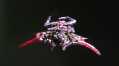 Gasteracantha versicolor