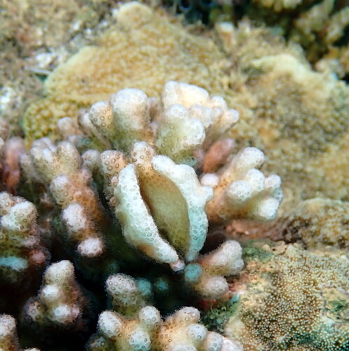 Hapalocarcinus marsupialis observed 2026-04-18