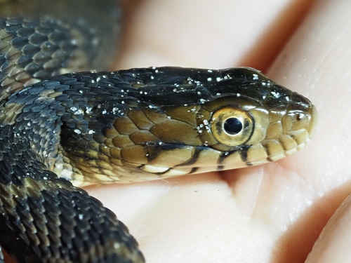 Banded Watersnake observed by renatoguzman