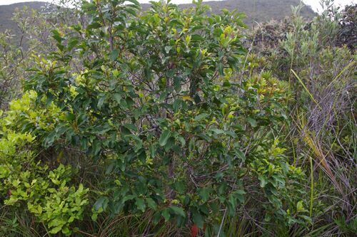Stenocarpus trinervis observed 2025-11-10