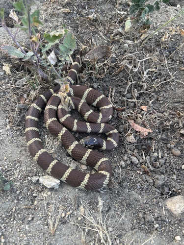 California King Snake observed by mosesaubrey