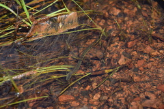 Goddardobdella elegans
