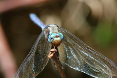 Orthetrum robustum