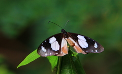 Amauris ochlea ochlea