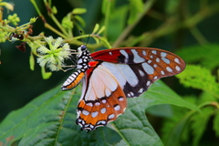 Graphium angolanus angolanus