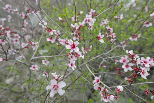 Prunus bucharica, photograph 5