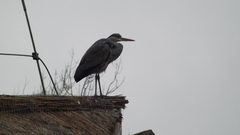 Ardea cinerea