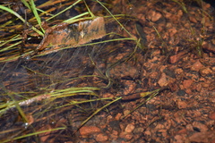 Goddardobdella elegans