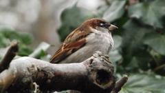 Passer domesticus