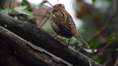 Passer domesticus