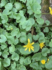 Ficaria verna