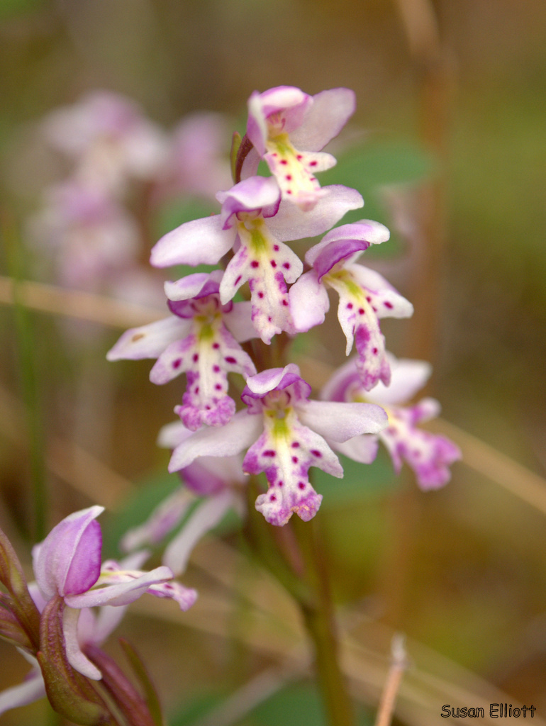 Galearis rotundifolia