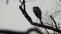 Ardea cinerea