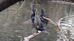 Phalacrocorax carbo