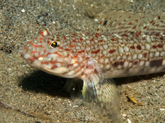 Istigobius decoratus